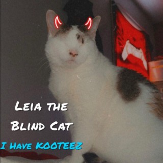 Leia the Blind Cat