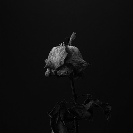 Dead Roses