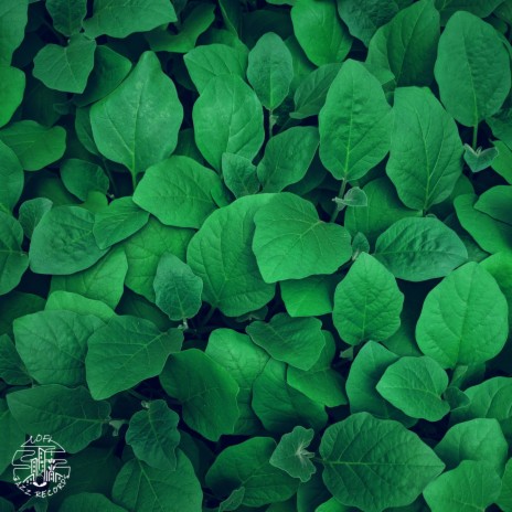 Greenery ft. CMJ & Fred Paci | Boomplay Music