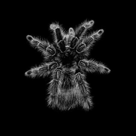 Tarantula (Loud N' Killer Remix) | Boomplay Music