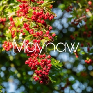 Mayhaw