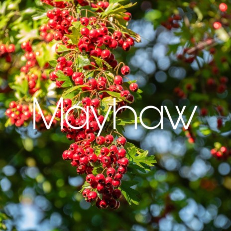 Mayhaw | Boomplay Music