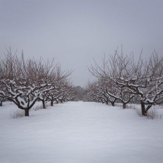 Apple Mountain