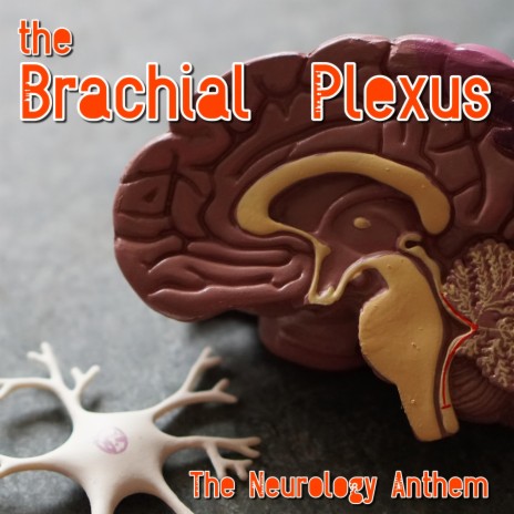 The Brachial Plexus | Boomplay Music