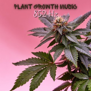 Growing Cannabis Flower 852 Hz: Fast Plant Growth Music