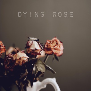 Dying Rose