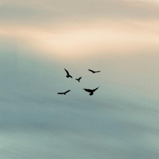 Des Oiseaux