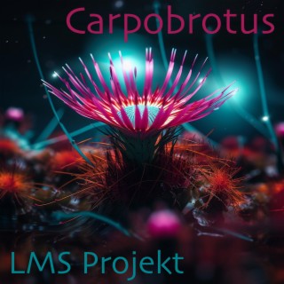 Carpobrotus