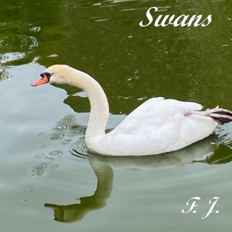 Swans | Boomplay Music