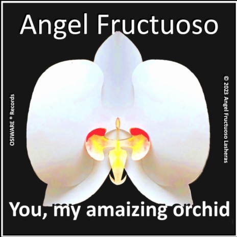 You, my amaizing orchid