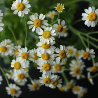 Garden of Tiny Flowers