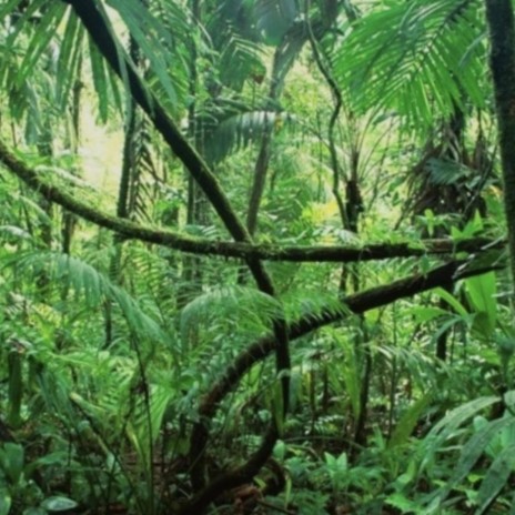 Rainforest | Boomplay Music