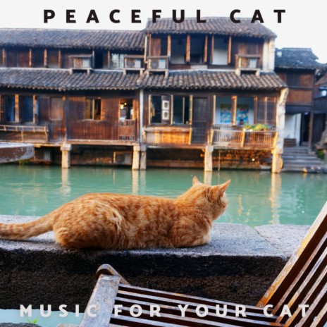 Peaceful Cat