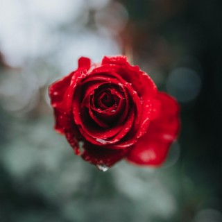 ROSES IN RAIN