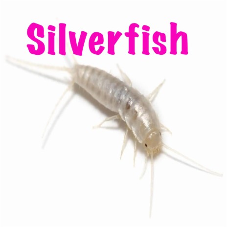 Silverfish