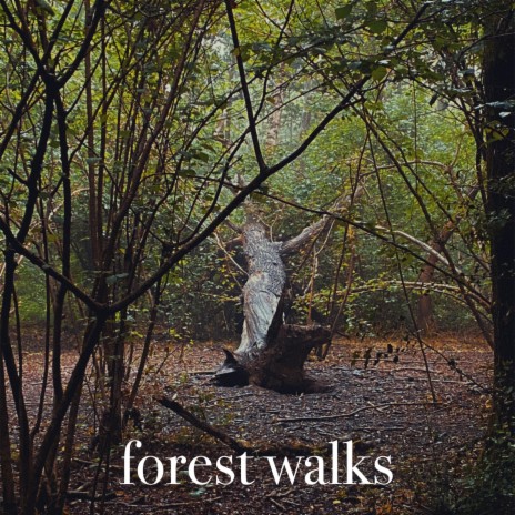 Forest Walks | Boomplay Music