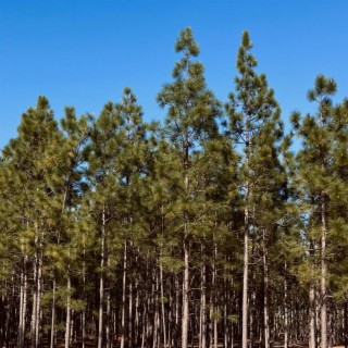 Loblolly Longleaf