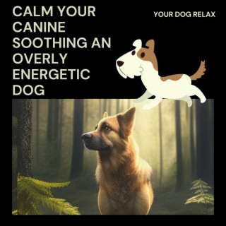 Calm Your Canine: Soothing An Overly Energetic Dog