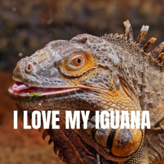 I Love My Iguana lyrics | Boomplay Music