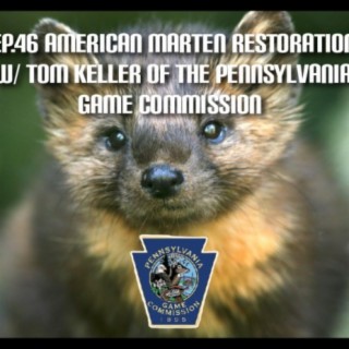 EP.46 American Marten Restoration w/ Tom Keller Furbearer Biologist of the Pennsylvania Game Commission