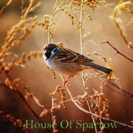 House Of Sparrow Official Music | Boomplay Music