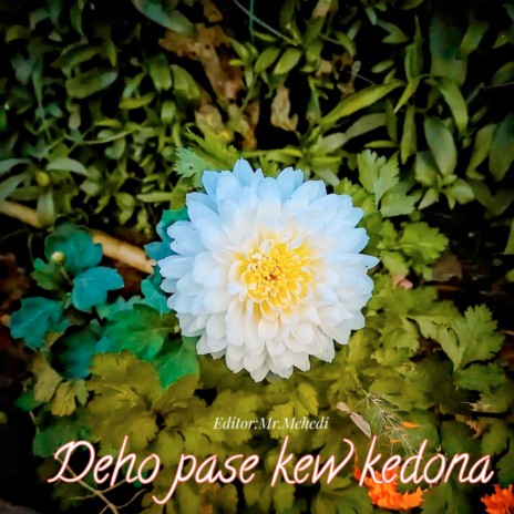 Deho Pasekew Kedona | Boomplay Music