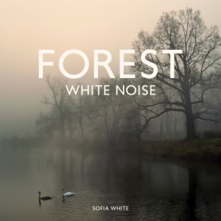 Forest White Noise: Woodland Ambience (Singing Birds, Water and Rain)