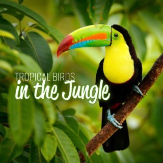 Tropical Birds in the Jungle: Relaxing Nature Sounds & Wildlife Rainforest