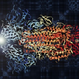 Viral Counterpoint of the Coronavirus Spike Protein