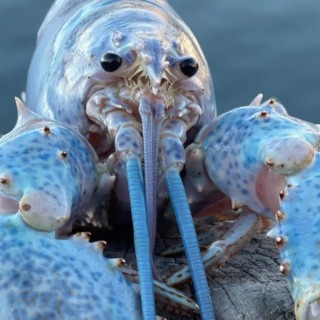 Blue Lobster