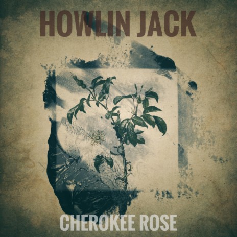 Cherokee Rose