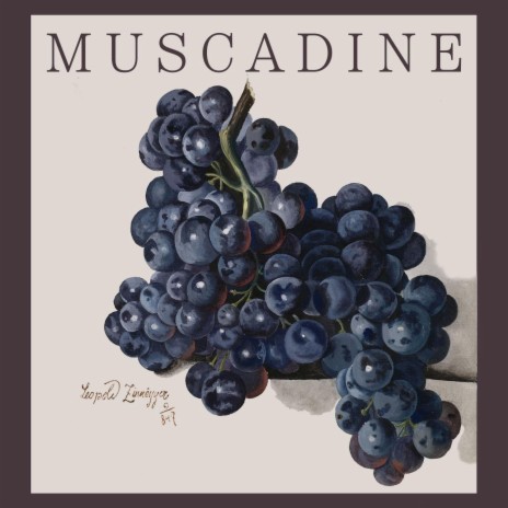Muscadine | Boomplay Music