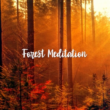 Forest Meditation | Boomplay Music