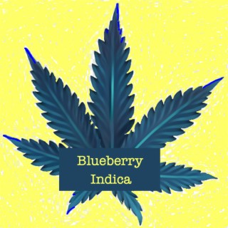 Blueberry Indica