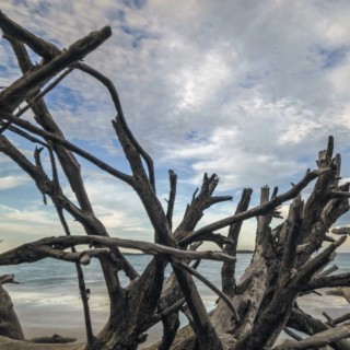 Driftwood