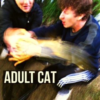 Adult Cat