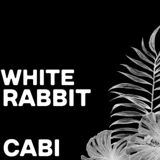 White Rabbit