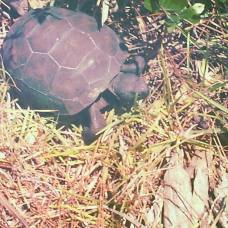 Gopher Tortoise