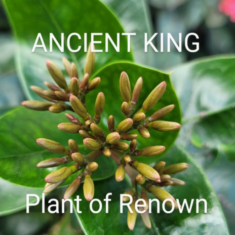 Plant of Renown | Boomplay Music