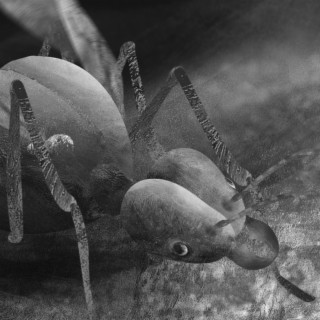 Leafcutter ant