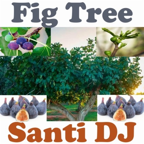 Fig Tree | Boomplay Music