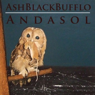Ash Black Bufflo