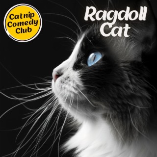 Ragdoll cat