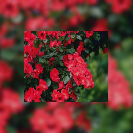 Roses | Boomplay Music