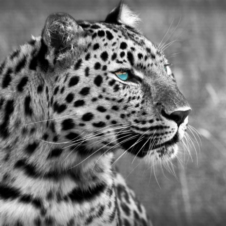Jaguar (Instrumental)