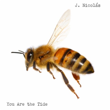You Are the Tide | Boomplay Music