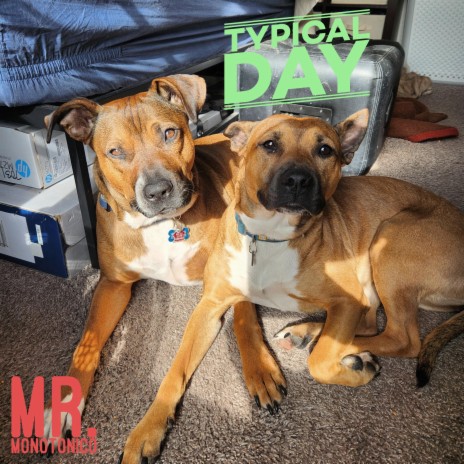 Typical Day | Boomplay Music