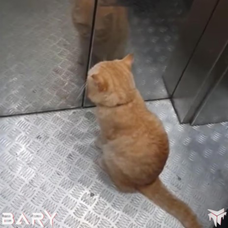 Cat Stuck In An Elevator