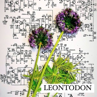 Leontodon