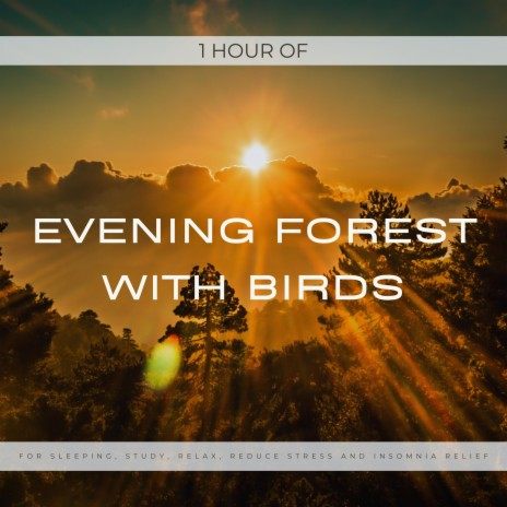 1 Hour of Evening Forest with Birds for Sleeping, Study, Relax, Reduce Stress and Insomnia relief | Boomplay Music
